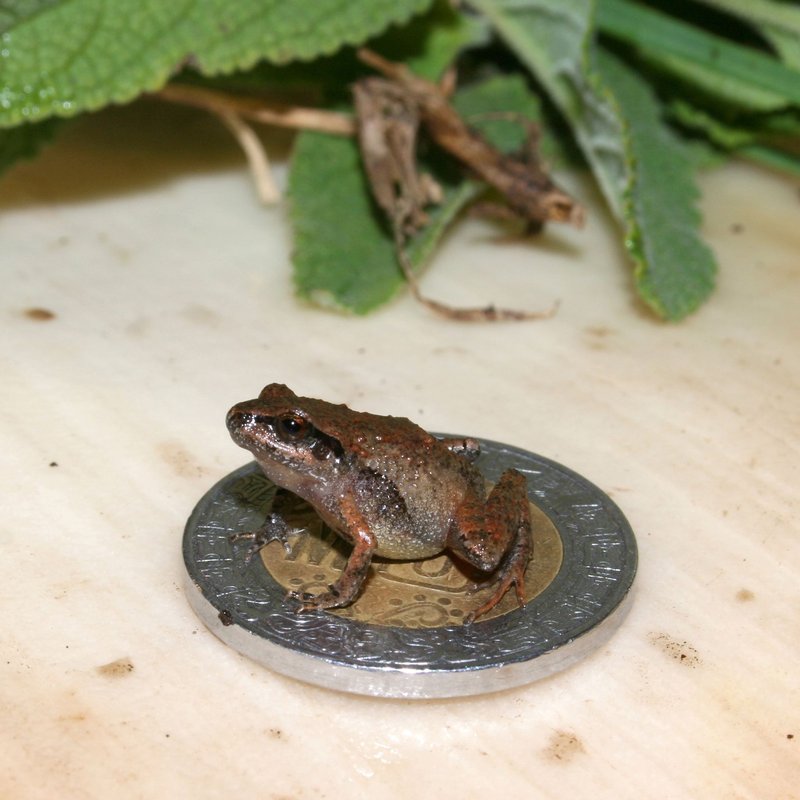Discover fu frog slot machine